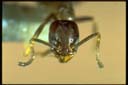 Doleromyrma darwiniana