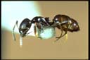 Ochetellus glaber