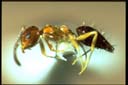 Technomyrmex quadricolor