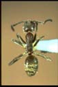 Technomyrmex sp.