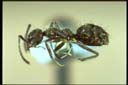 Technomyrmex sp.