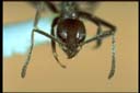 Technomyrmex sp.