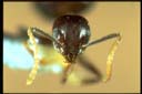 Technomyrmex sp.