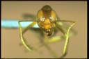 Pseudolasius australia