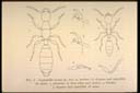 Leptanilla swani