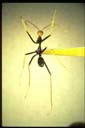 Leptomyrmex sp.