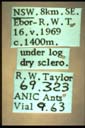 Amblyopone australia