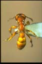 Amblyopone aberrans