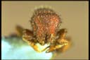 Calyptomyrmex beccarii emery