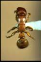 Metapone sp.
