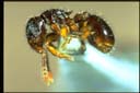Myrmecina sp.
