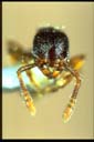 Myrmecina sp.