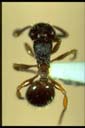 Myrmecina sp.
