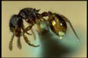 Myrmecina sp.