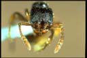 Myrmecina sp.