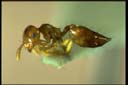 Crematogaster sp.