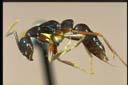 Leptogenys harmsi