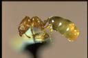 Oligomyrmex sp.