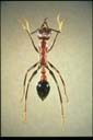 Myrmecia regularis