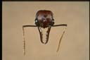 Myrmecia regularis