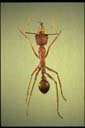 Myrmecia nigriscapa
