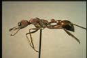 Myrmecia nigriscapa