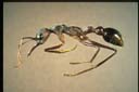 Myrmecia browningi