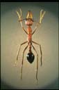 Myrmecia pavida