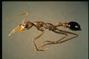 Myrmecia pavida