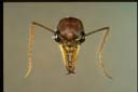 Myrmecia pavida