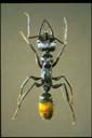Myrmecia micaelseni