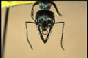 Myrmecia micaelseni