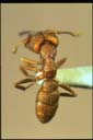 Mystrium camillae
