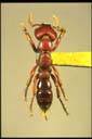 Myopopone castenea