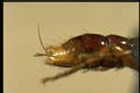 Myopopone castenea