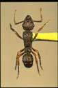 Gnamptogenys biroi