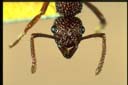 Gnamptogenys biroi