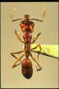 Anochetus sp.