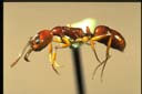 Anochetus sp.