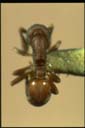 Discothyrea sp.