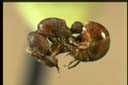 Discothyrea sp.