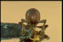 Discothyrea sp.