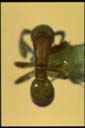 Discothyrea sp.