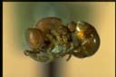 Discothyrea sp.