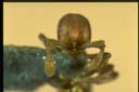Discothyrea sp.