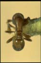 Discothyrea sp.