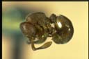 Discothyrea sp.