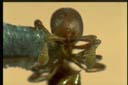 Discothyrea sp.