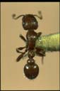 Romblonella heatwolei
