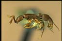 Probolomyrmex sp.